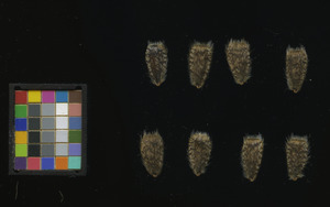 seed