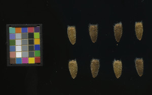 seed