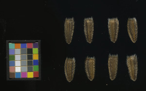 seed