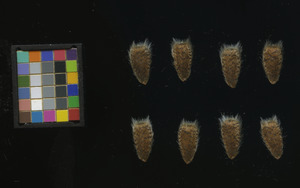 seed