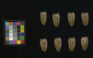 seed