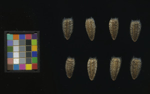 seed