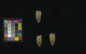 seed
