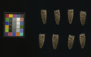 seed