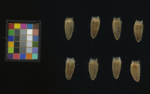 seed