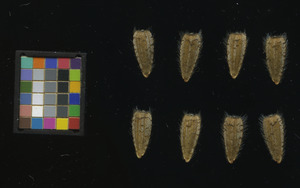 seed
