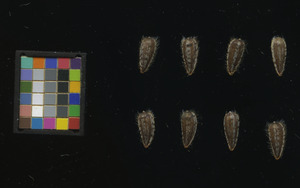 seed