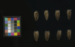 seed
