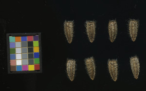 seed