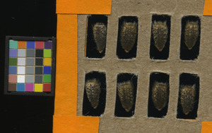 seed