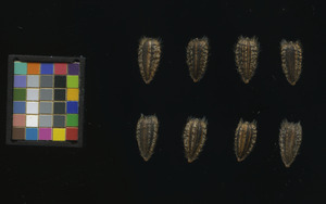 seed