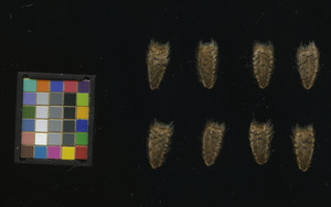 seed