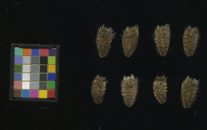 seed