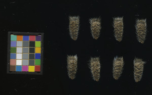 seed