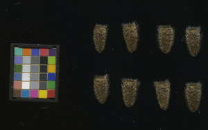 seed