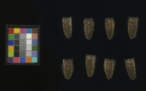 seed