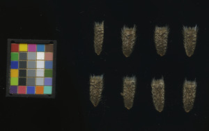 seed