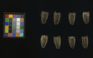 seed