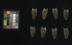 seed