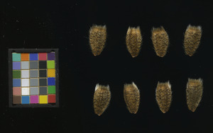 seed