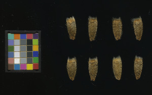 seed