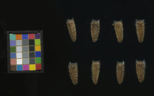 seed