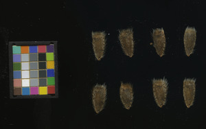 seed