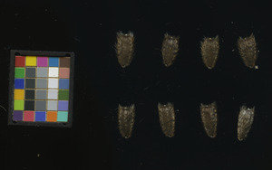 seed