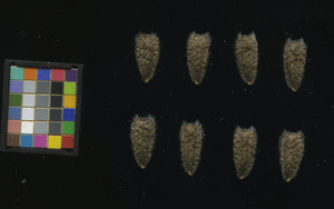 seed
