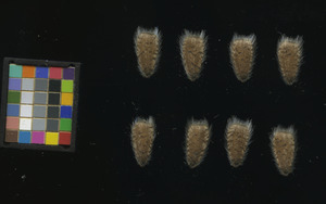 seed