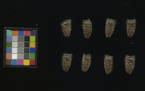 seed