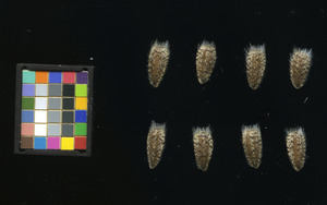 seed