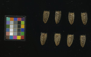seed