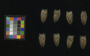 seed