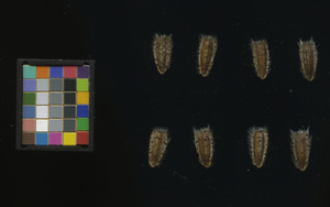 seed