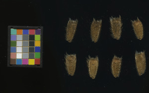 seed