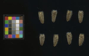 seed