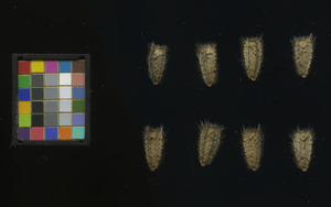 seed