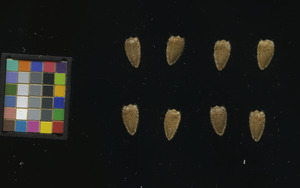 seed