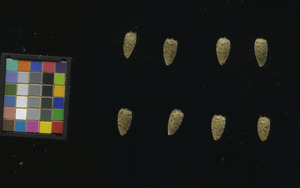 seed