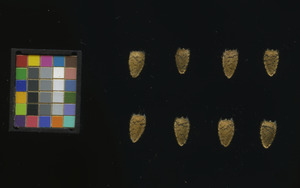 seed