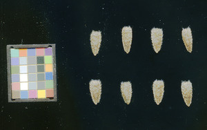 seed