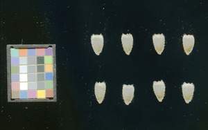 seed