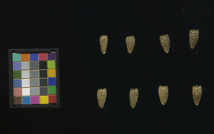 seed