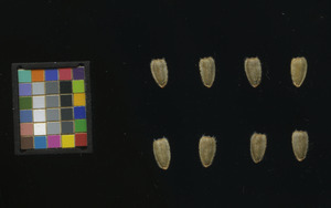 seed