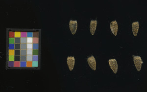 seed