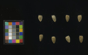 seed