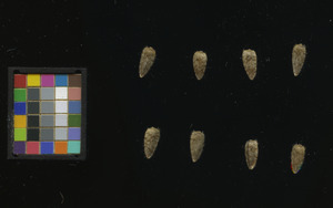 seed