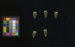 seed