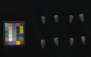 seed